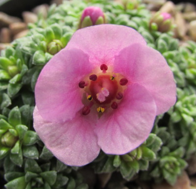 Saxifraga 'Harlow Car' (x poluanglica)